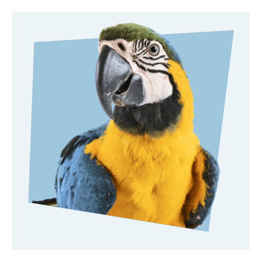 Oiseau – Tagged Jouets –
