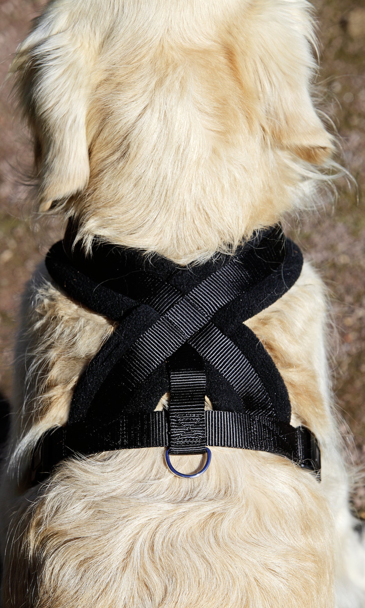 Harnais Sportif Confortable pour Chiens