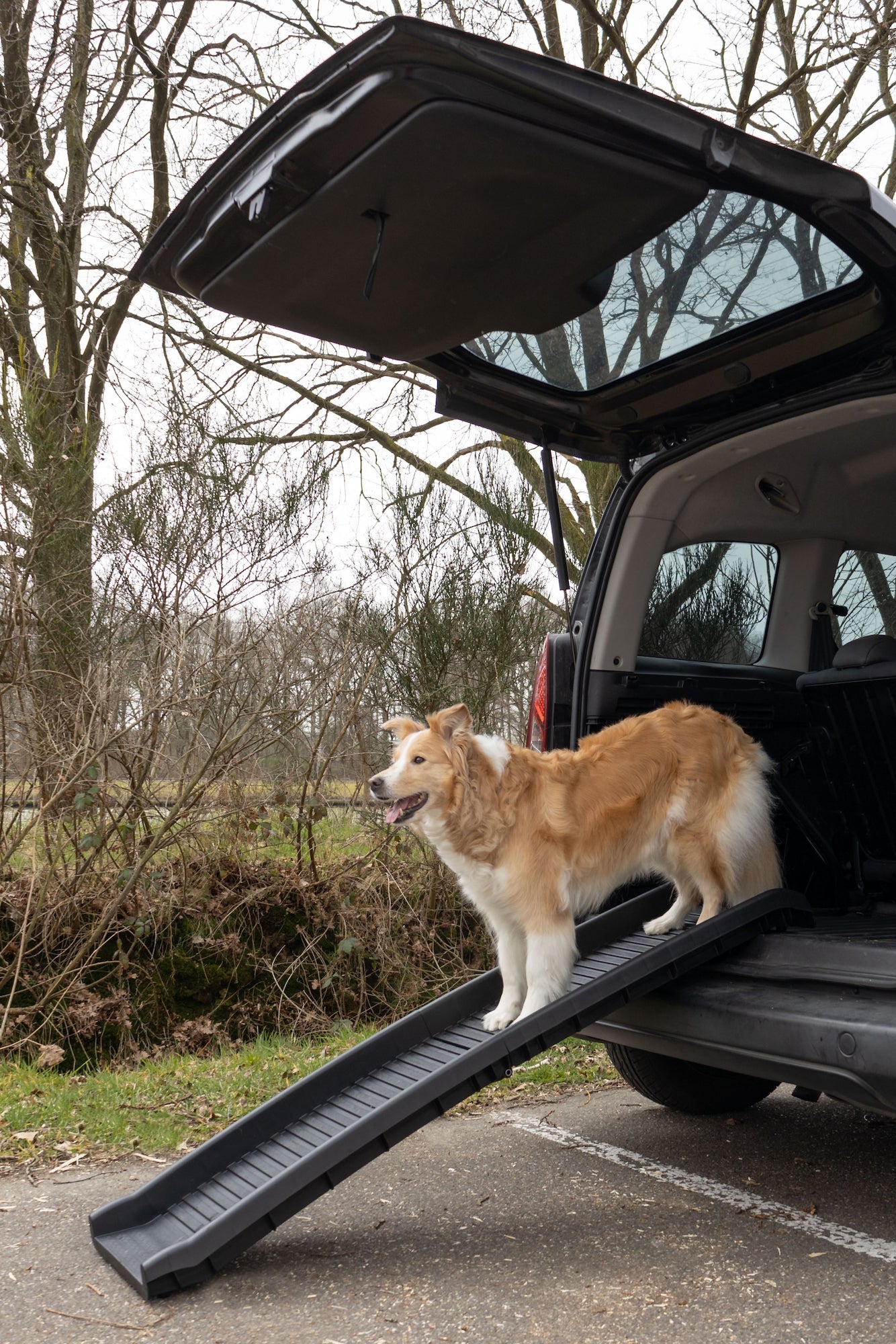 Rampe Pliable Antidérapante pour Chiens Zenna