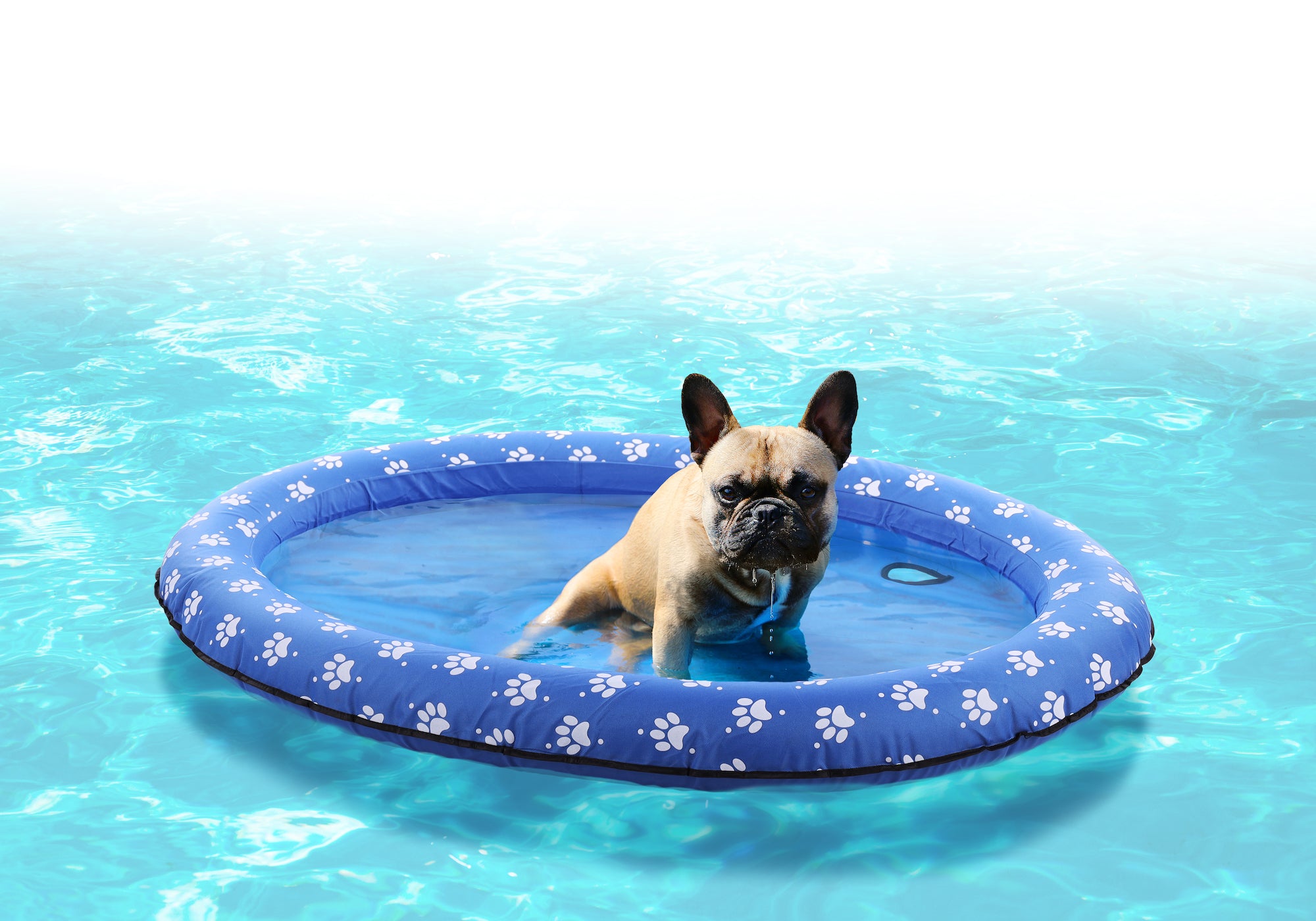 Lit Flottant pour Chiens Amateurs de Natation