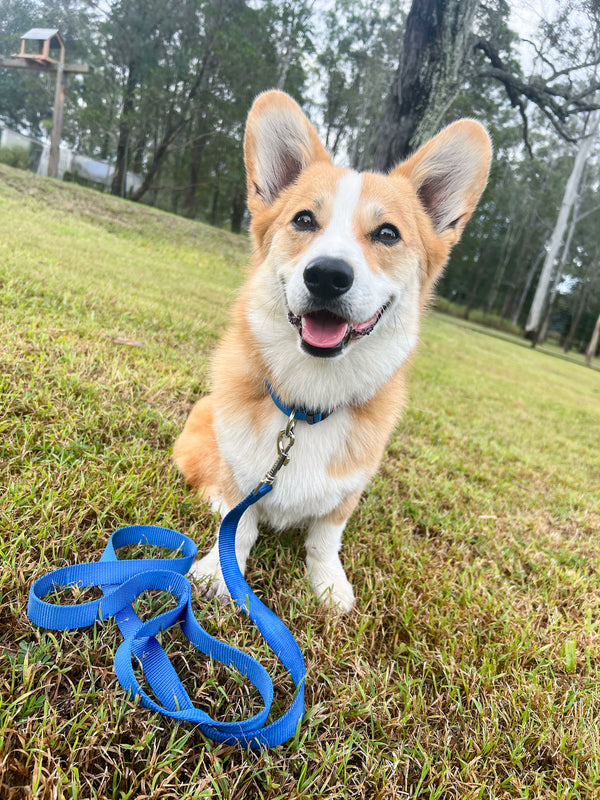 Bleu