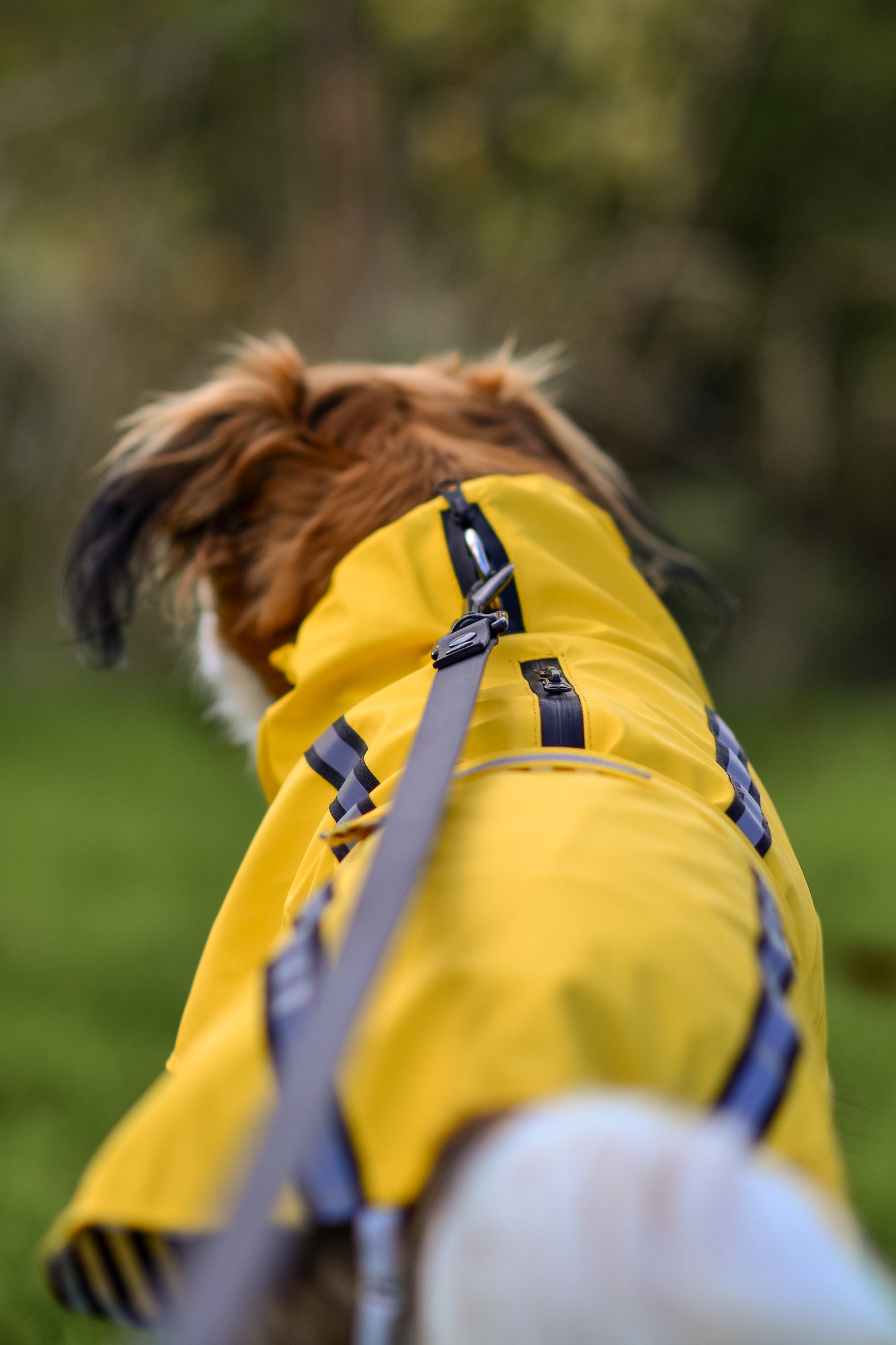 Jaune