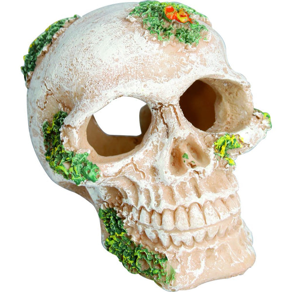 Decoration skull