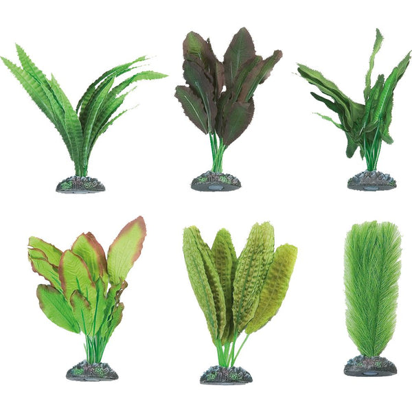 Plante aq. soie congol