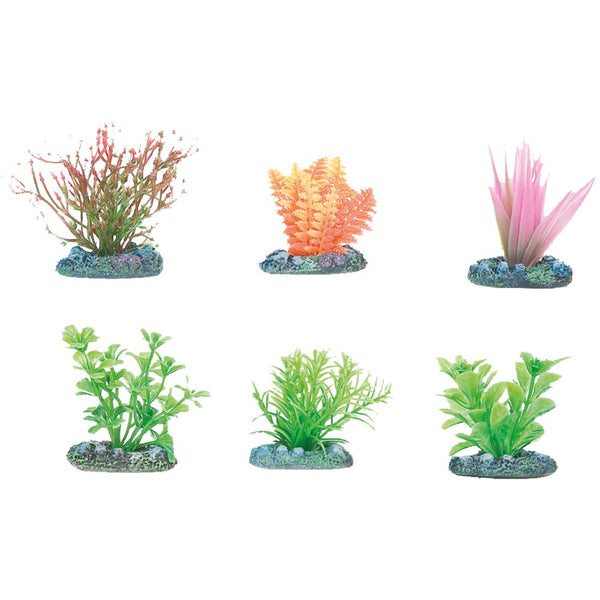 D'avant plante aq.s